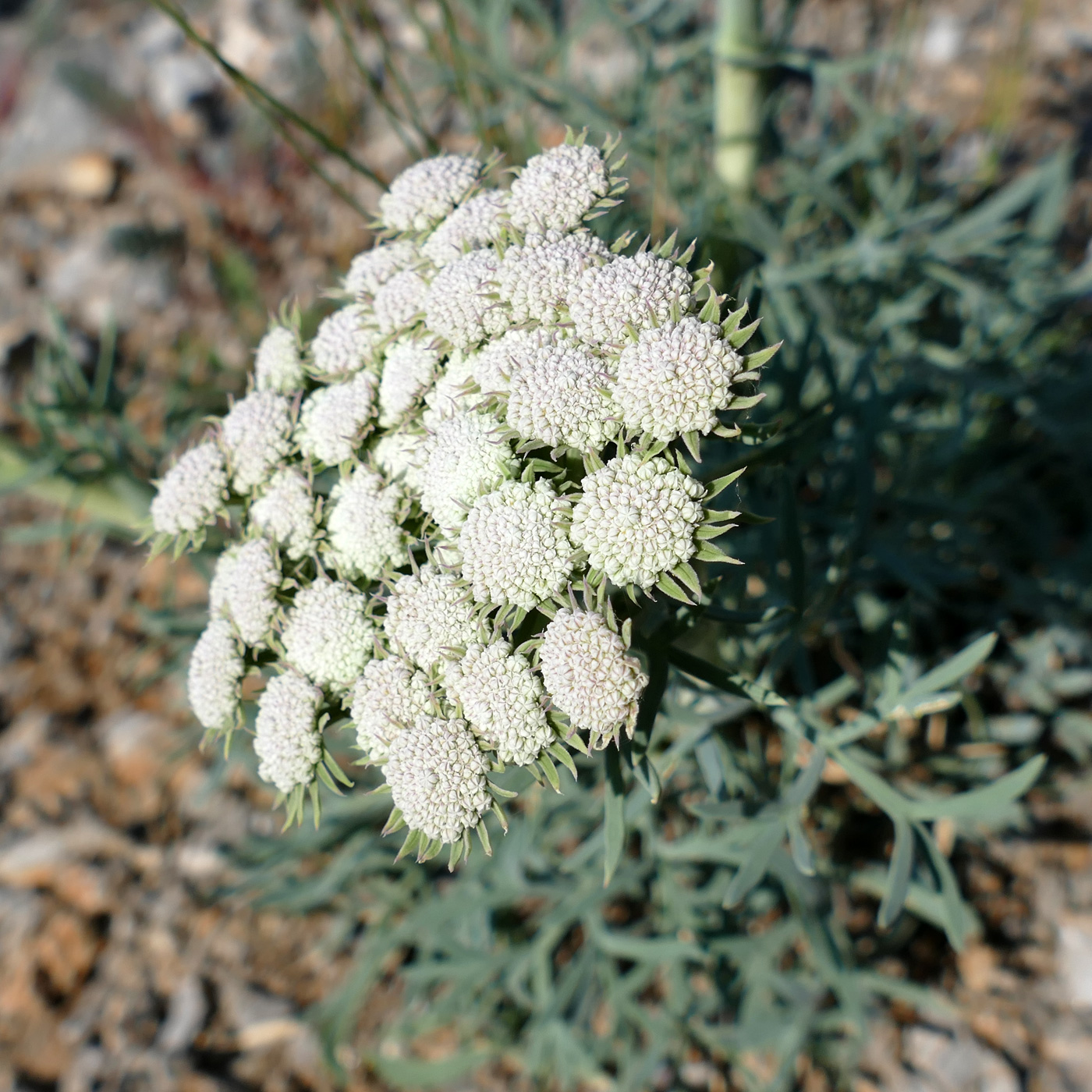 Image of Seseli gummiferum specimen.