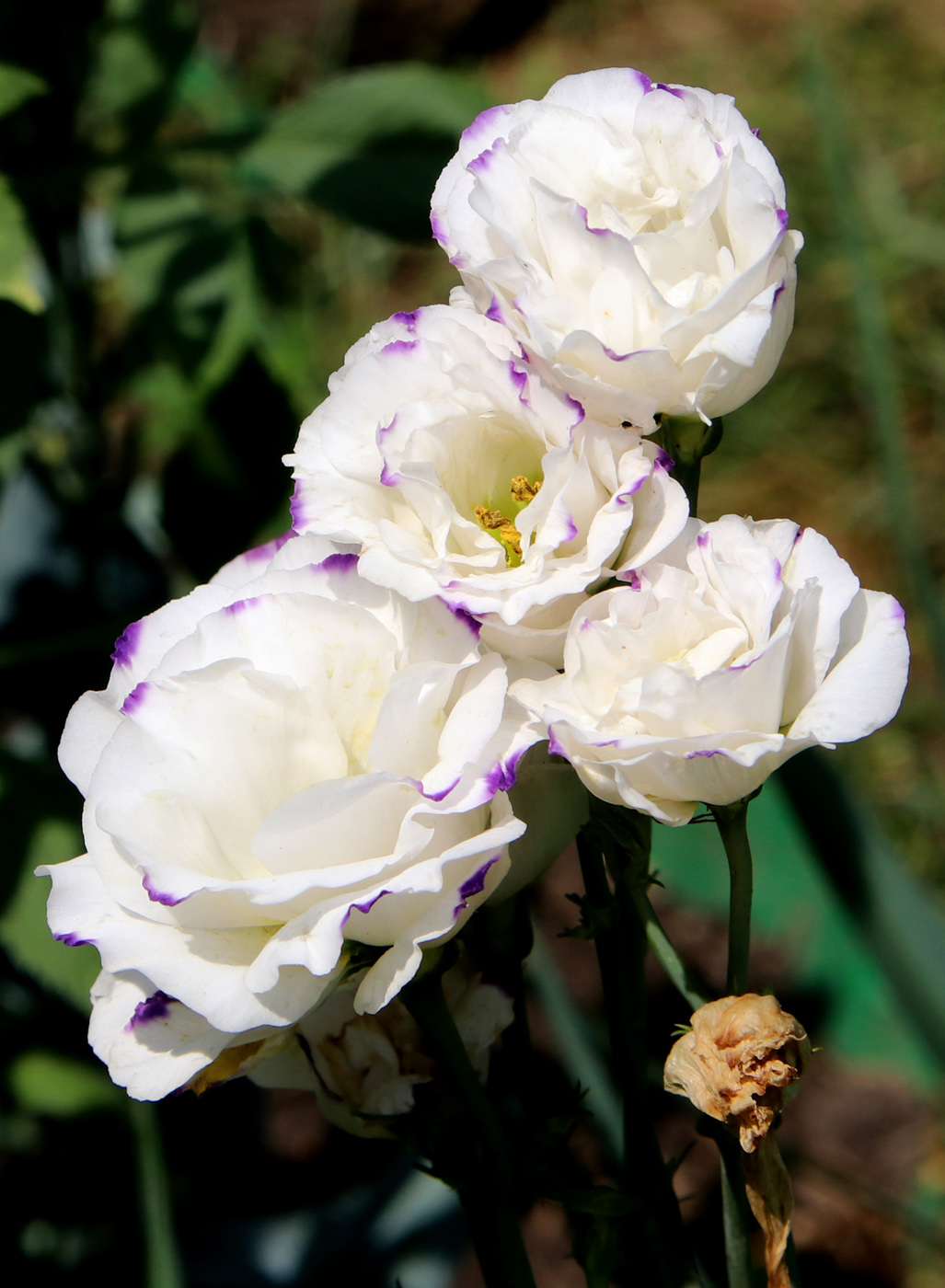 Image of Eustoma grandiflorum specimen.