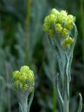 Helichrysum arenarium
