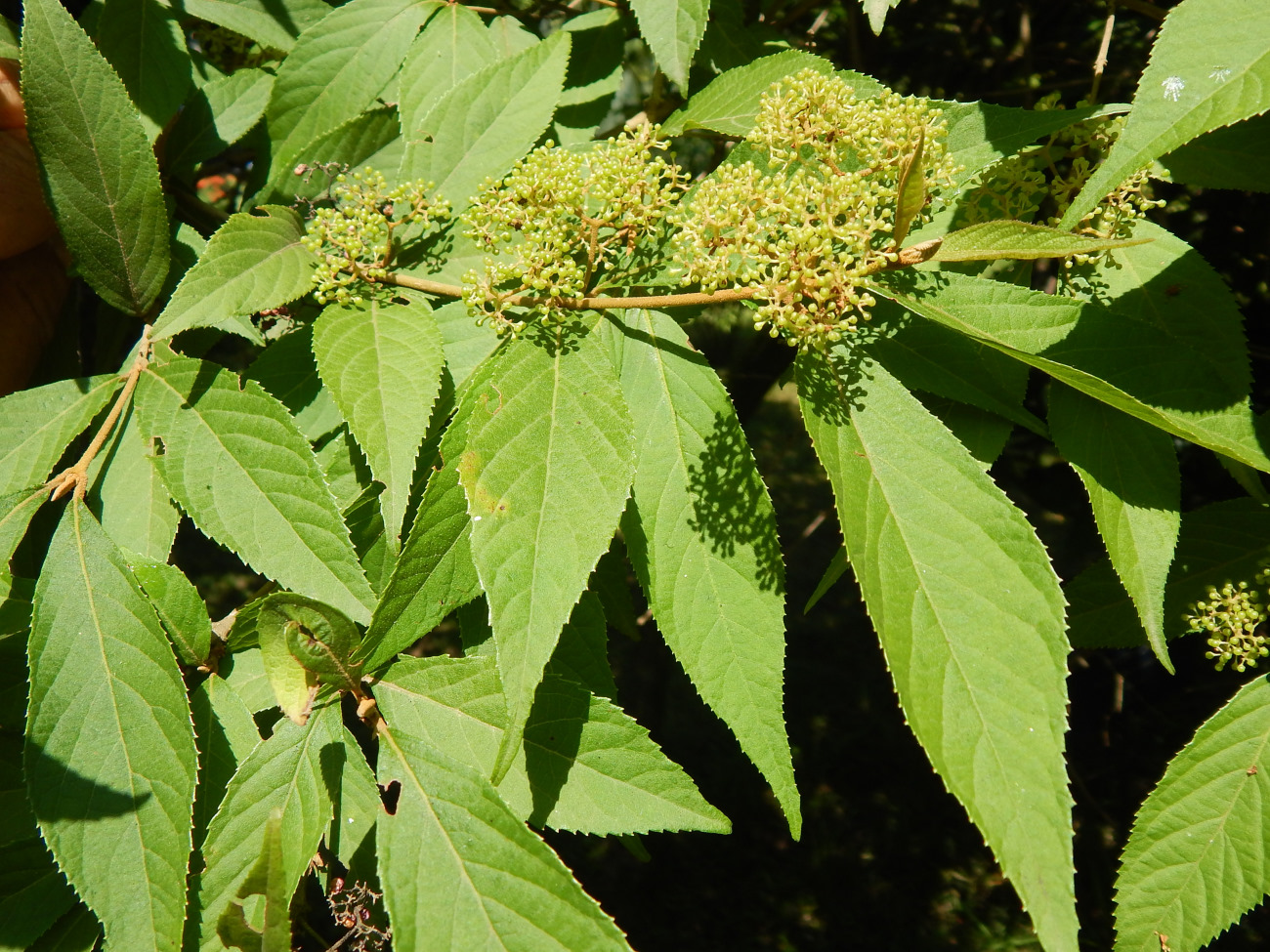 Image of Callicarpa japonica specimen.