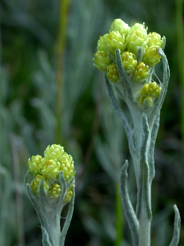 Image of Helichrysum arenarium specimen.