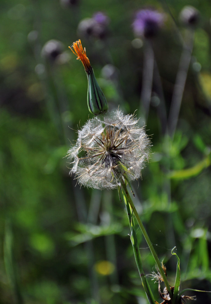 Image of Tragopogon orientalis specimen.