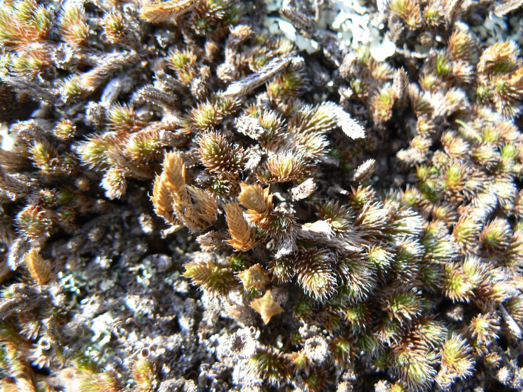 Image of Selaginella rupestris specimen.