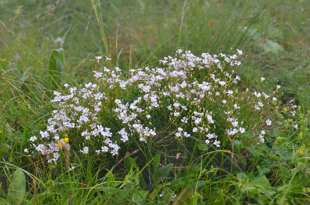 Image of Gypsophila tenuifolia specimen.