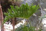 Philodendron bipinnatifidum. Лист. Израиль, г. Бат-Ям, в парке, в культуре. 06.12.2021.