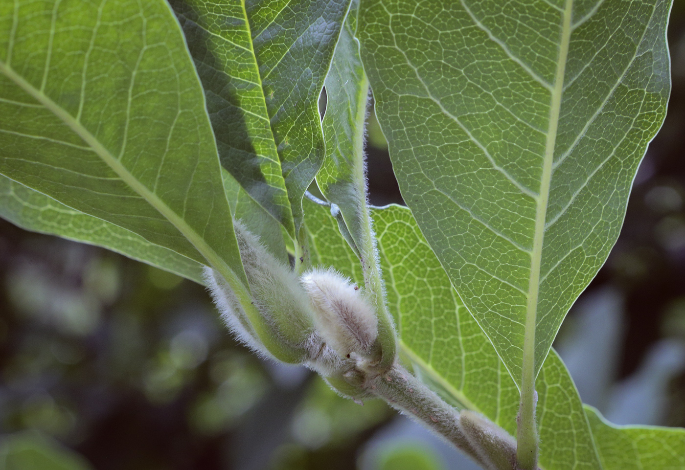 Image of Magnolia &times; loebneri specimen.