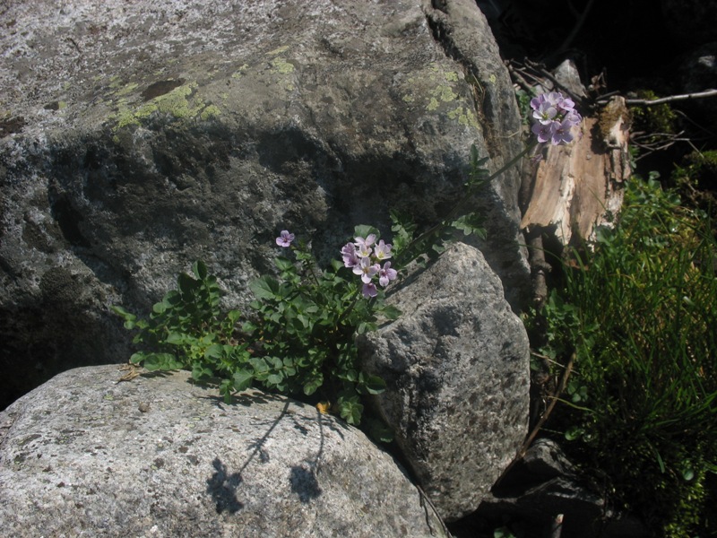 Изображение особи Cardamine seidlitziana.