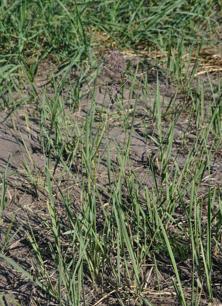 Изображение особи род Calamagrostis.