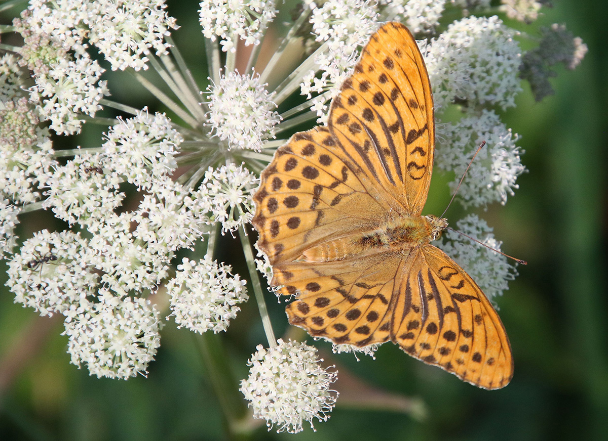 Image of genus Angelica specimen.