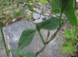 Convolvulus arvensis