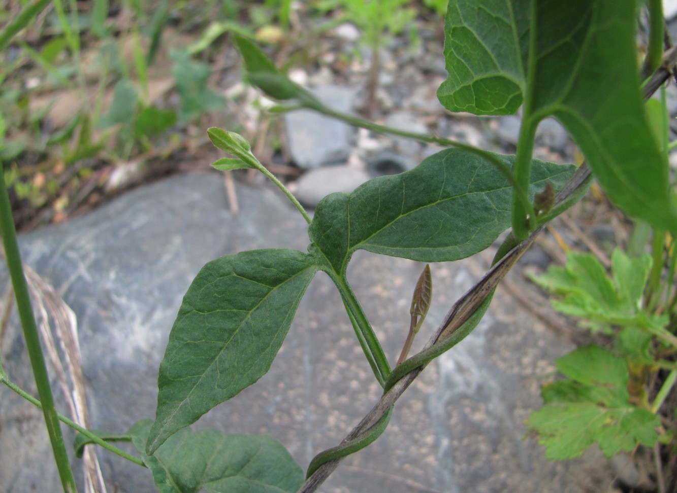 Image of Convolvulus arvensis specimen.