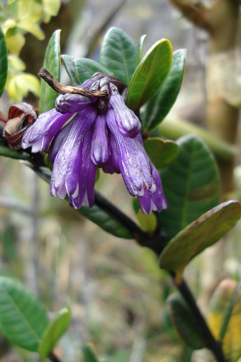 Image of genus Psychotria specimen.