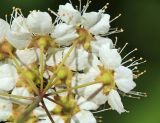 Spiraea flexuosa. Часть соцветия (вид со стороны чашечек; Spiraea elegans Pojark.). Приморский край, Октябрьский р-н, окр. с. Заречное, гора Сенькина Шапка, западный склон, на каменных развалах в дубовом лесу. 17.05.2022.