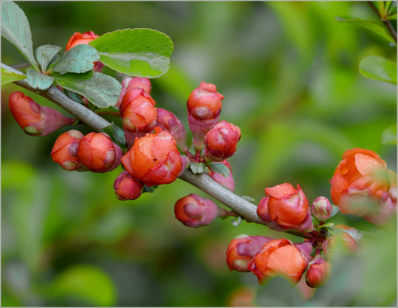 Image of Chaenomeles japonica specimen.