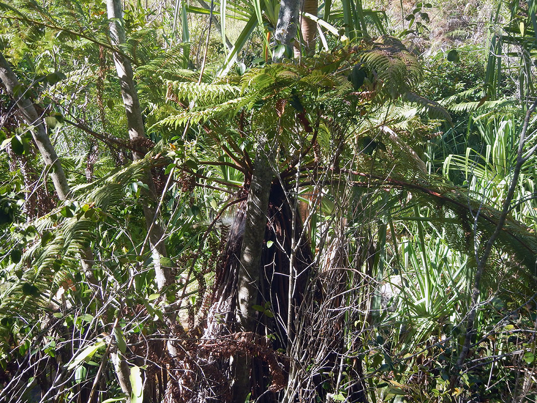 Image of class Polypodiopsida specimen.