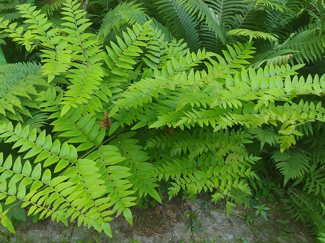 Image of Osmunda japonica specimen.