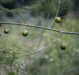 Asparagus officinalis