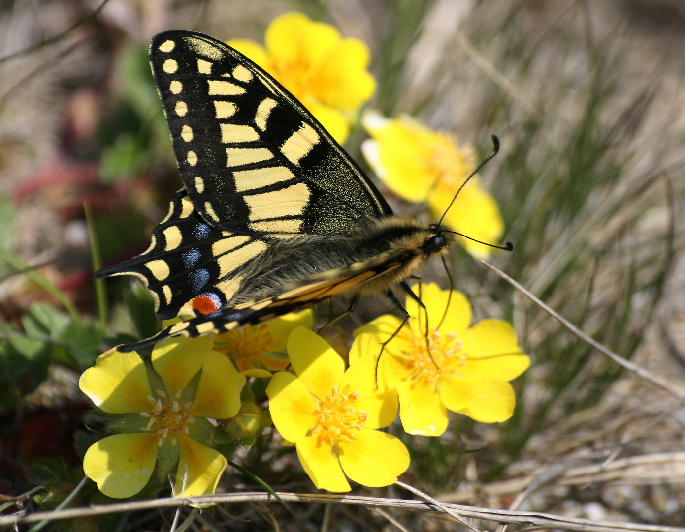 Image of Potentilla sprengeliana specimen.