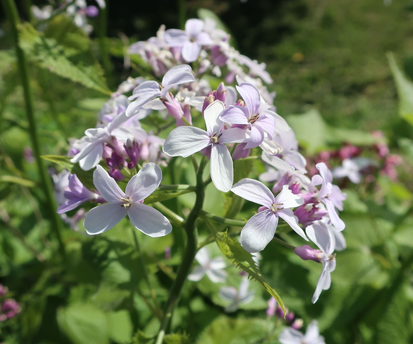 Изображение особи Lunaria rediviva.