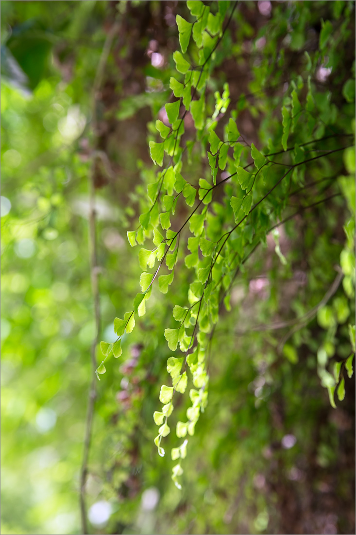 Image of Adiantum capillus-veneris specimen.