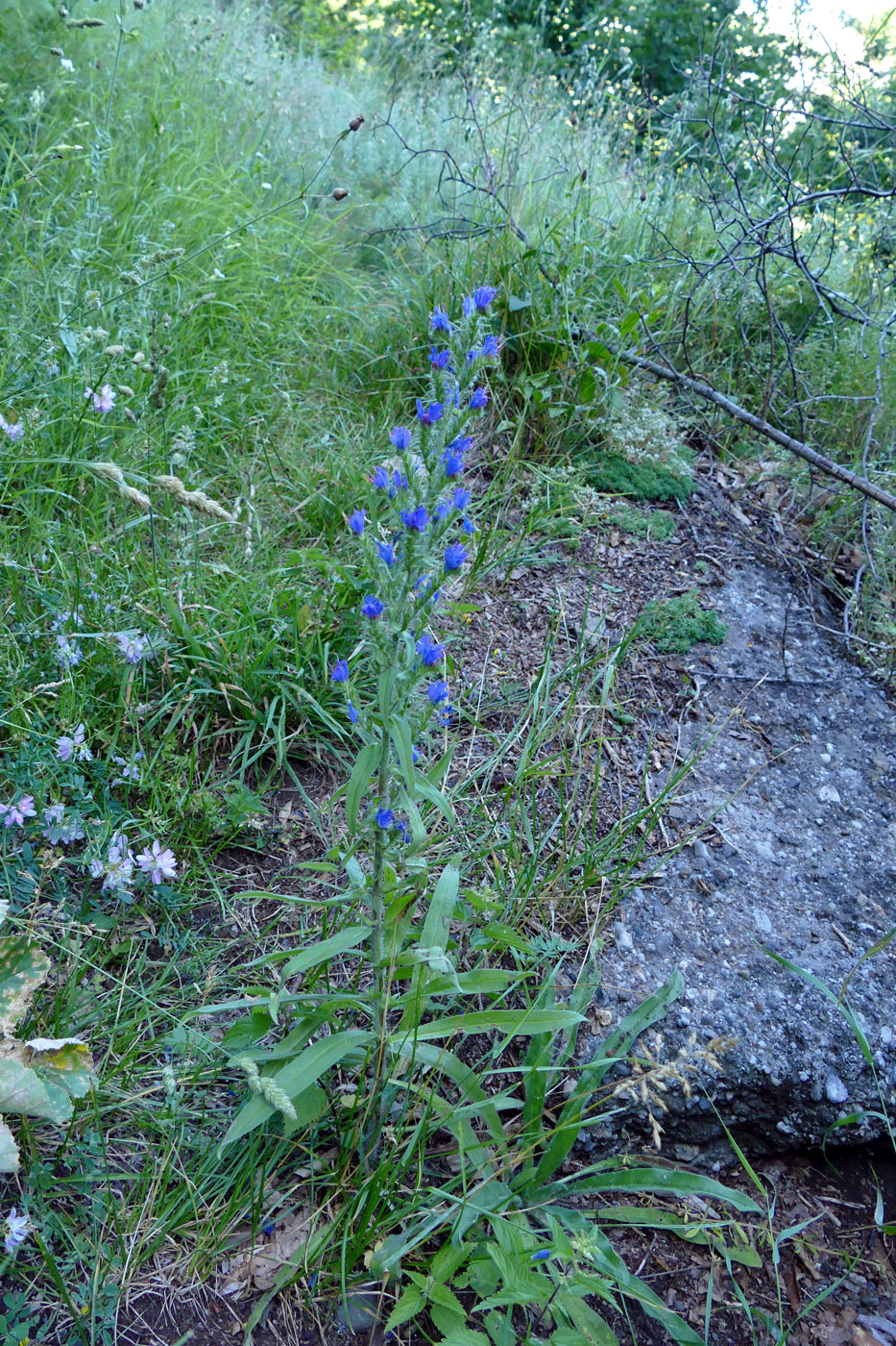 Изображение особи Echium vulgare.