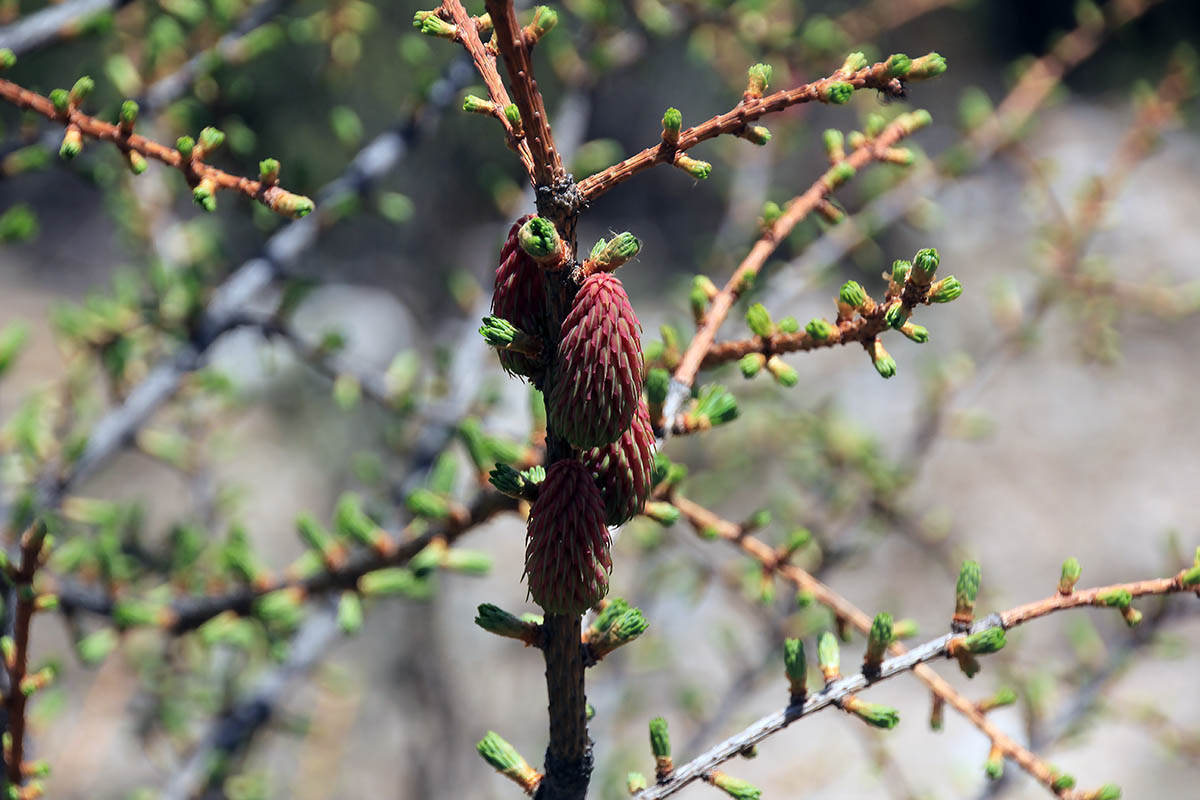 Image of genus Larix specimen.