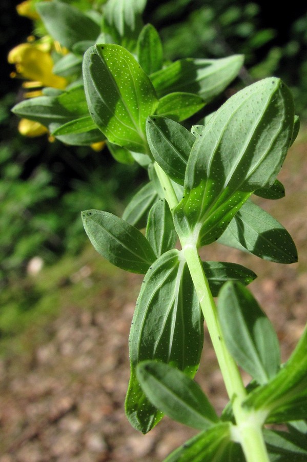 Image of Hypericum perforatum specimen.