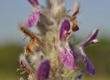 Stachys velata. Цветок. Крым, Симферопольский р-н, окр. с. Урожайное, р-н дачного посёлка, нарушенная степь. 31.07.2022.