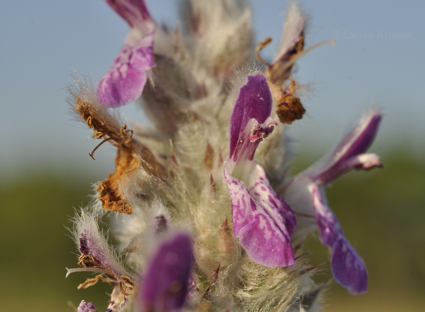 Изображение особи Stachys cretica.