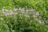 Geranium sylvaticum. Цветущие растения. Карелия, Ладожское озеро, северный берег о. Пикатинсаари, разнотравный луг. 14.06.2021.