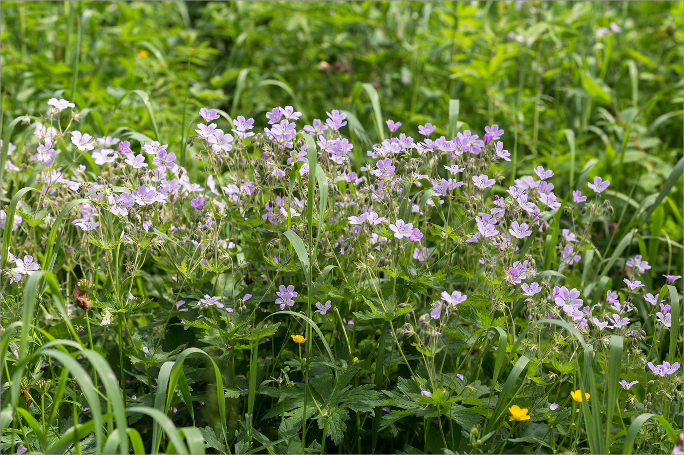 Изображение особи Geranium sylvaticum.