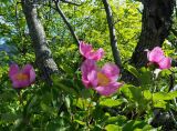 Paeonia daurica. Цветущее растение. Крым, г. Чатырдаг, нижнее плато, закустаренная луговая степь. 29.05.2022.