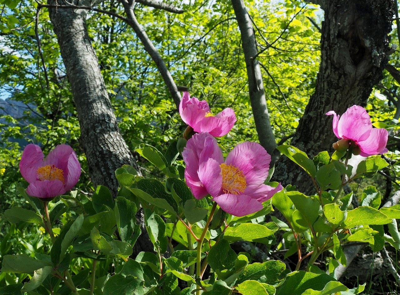 Изображение особи Paeonia daurica.