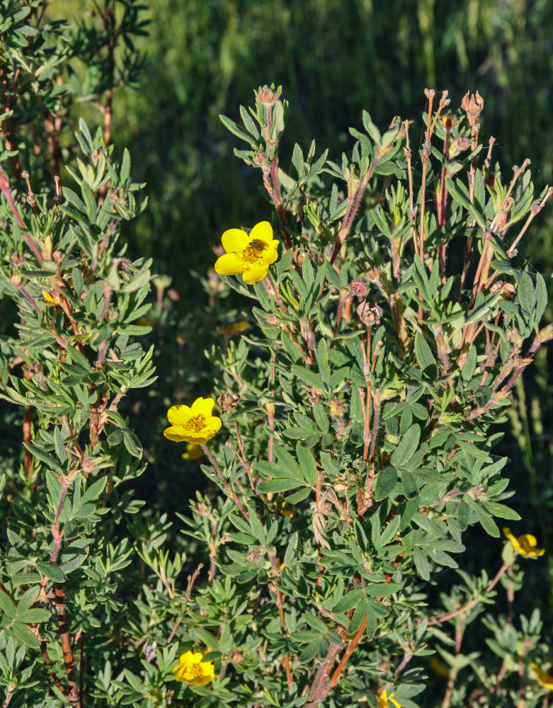 Image of Dasiphora fruticosa specimen.