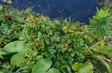 Sorbus sambucifolia. Верхушки плодоносящих растений в сообществе с Ligularia и Artemisia. Курильские о-ва, о-в Кунашир, мыс Сукачёва, луговой склон, на краю обрыва. 22.08.2022.