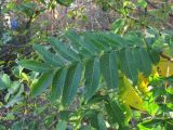 Pterocarya fraxinifolia. Лист. Краснодарский край, Сочи, Лазаревский р-н, мкр-н Дагомыс, берег р. Дагомыс. 01.12.2022.