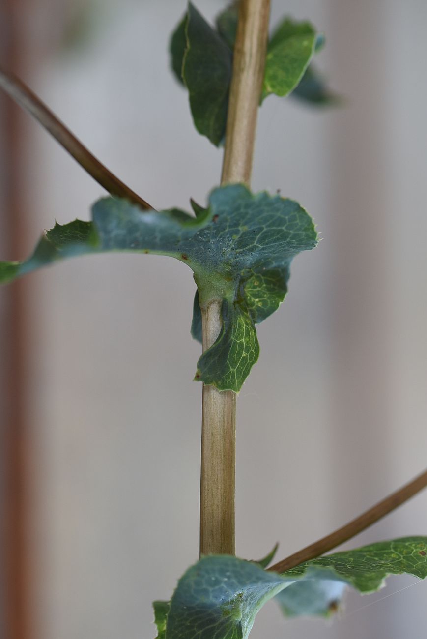 Изображение особи Lactuca serriola.