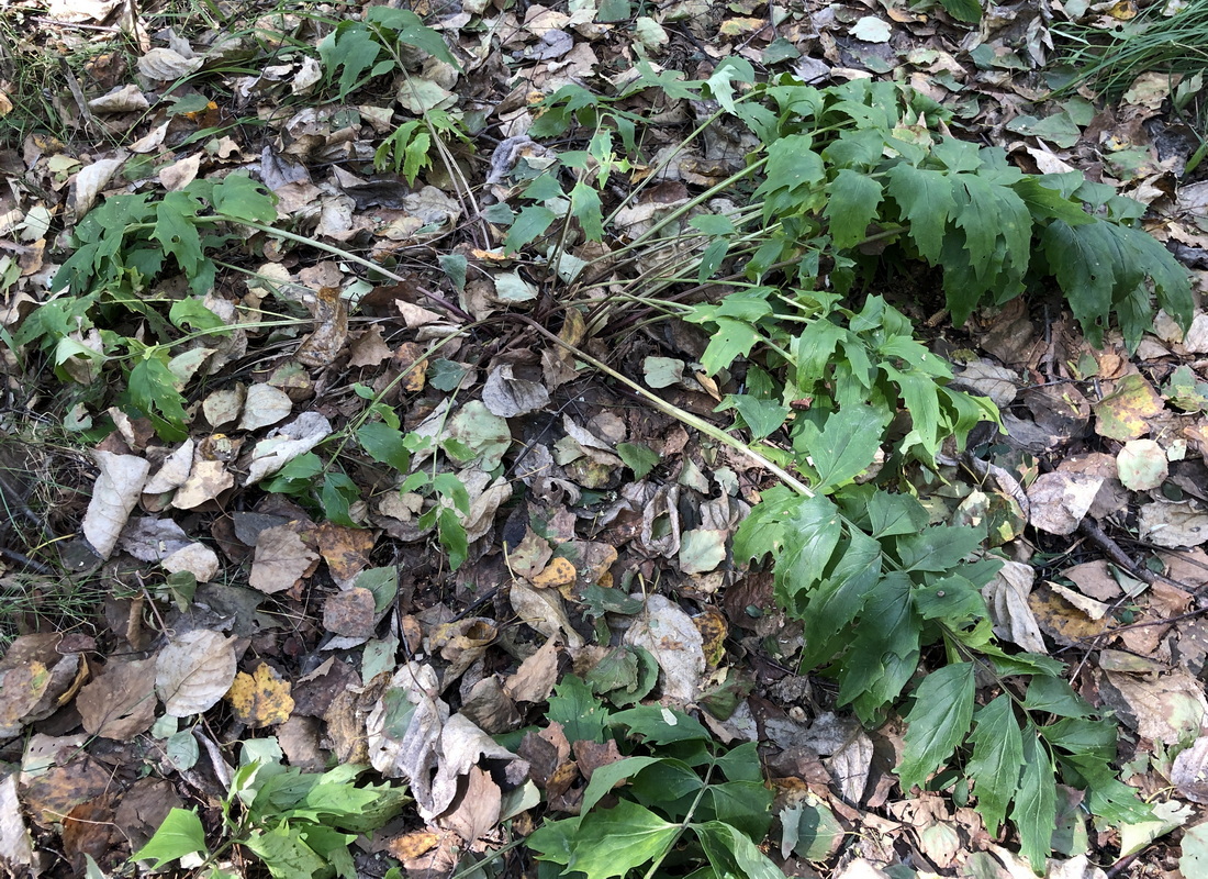 Изображение особи Valeriana officinalis.