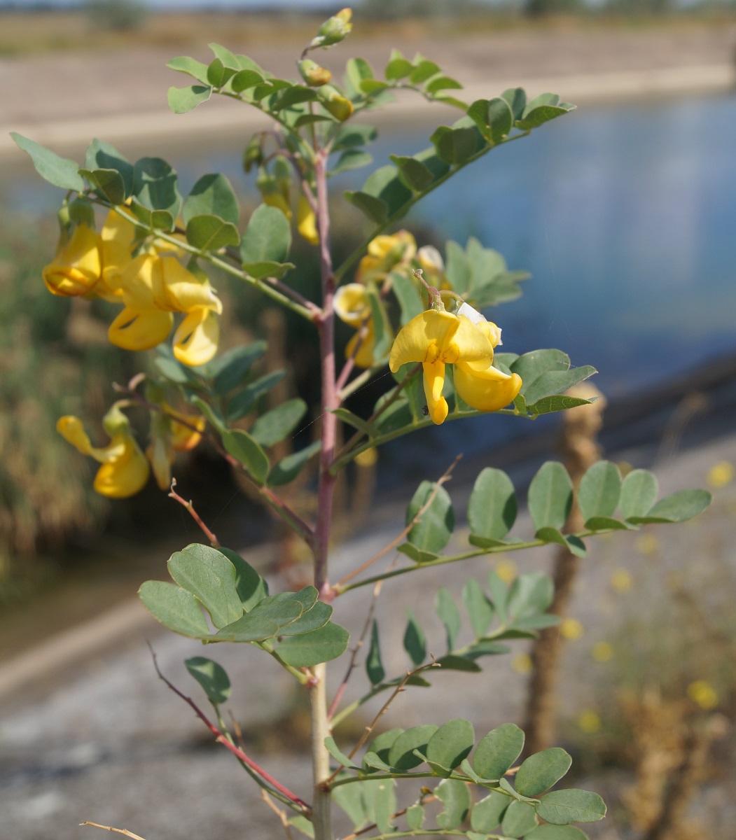 Image of Colutea cilicica specimen.