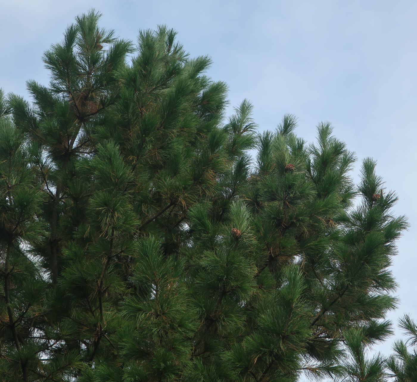 Image of Pinus sibirica specimen.