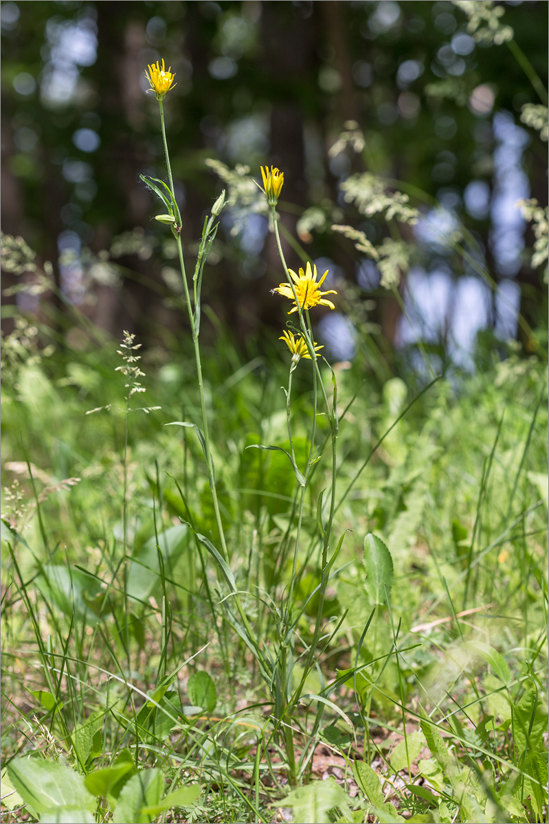 Изображение особи Tragopogon orientalis.