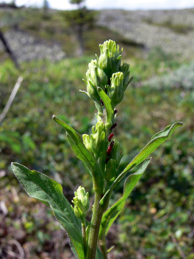 Image of Solidago virgaurea specimen.