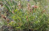 Oxytropis grandiflora