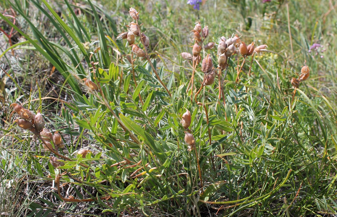 Изображение особи Oxytropis grandiflora.