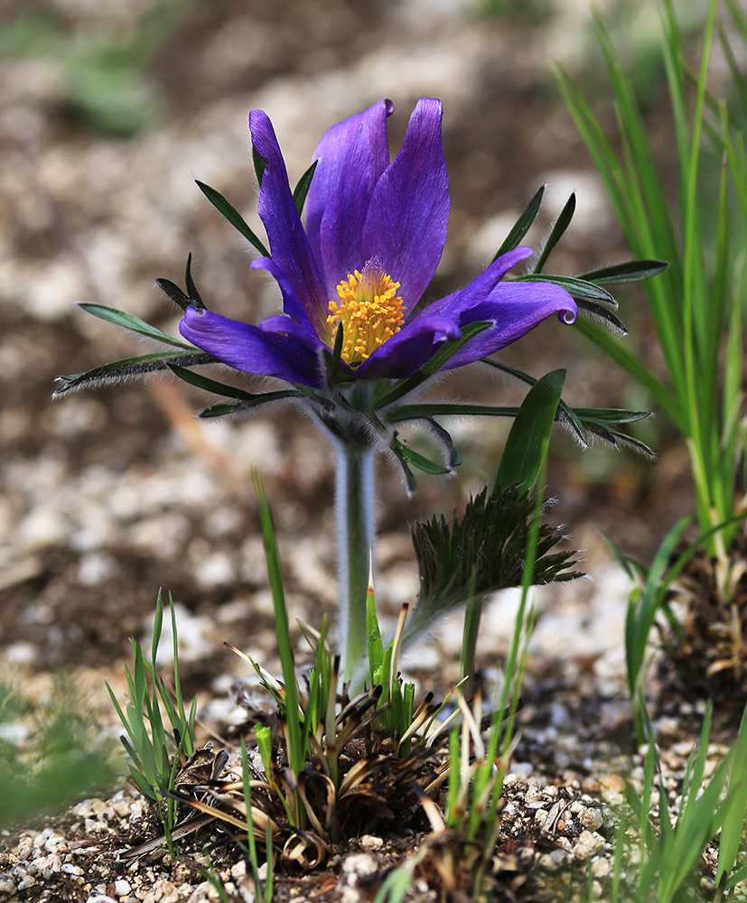 Изображение особи Pulsatilla turczaninovii.