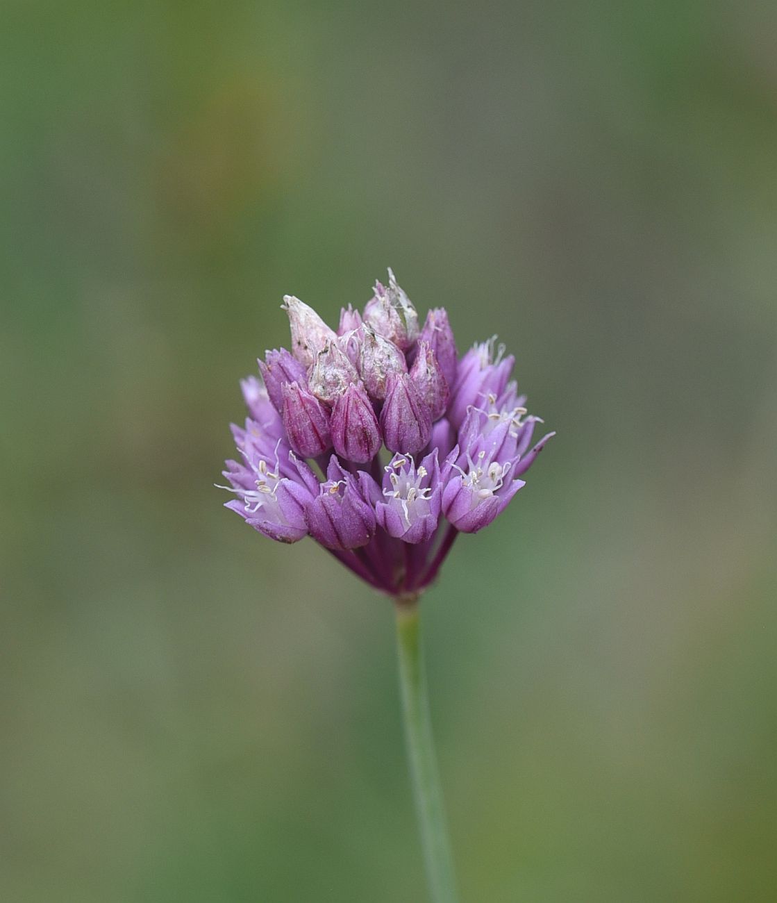 Image of genus Allium specimen.