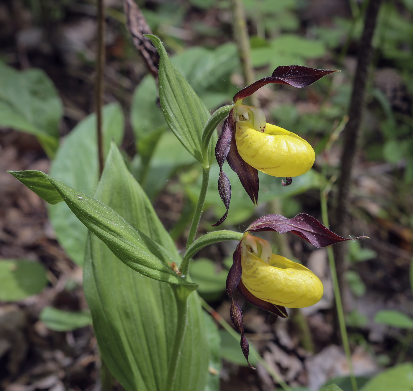 Image of Cypripedium calceolus specimen.