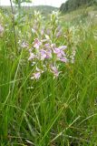 Dactylorhiza iberica