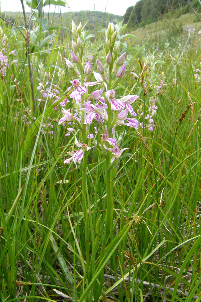 Изображение особи Dactylorhiza iberica.