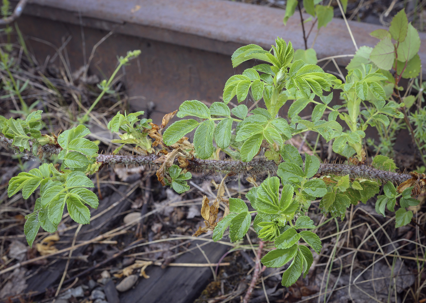 Image of Rosa rugosa specimen.